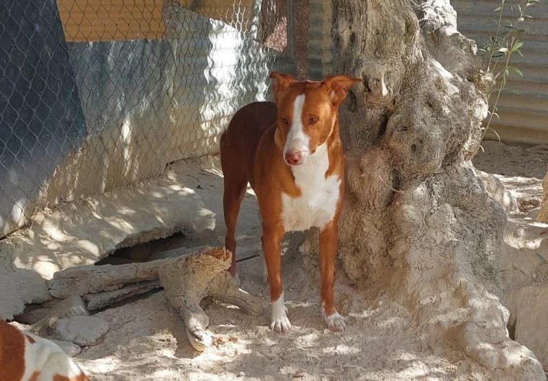 Billy, male Podenco for adoption at description — photo 8 of 27