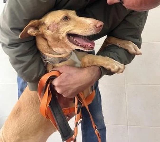 Fina, female Podenco for adoption at description