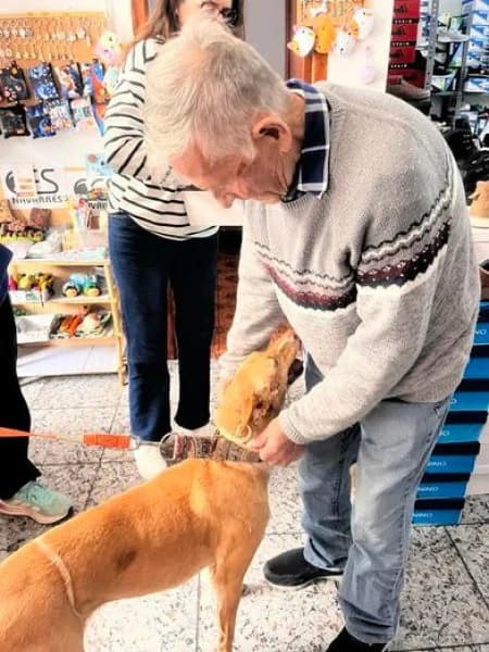 Fina, female Podenco for adoption at description — photo 2 of 48