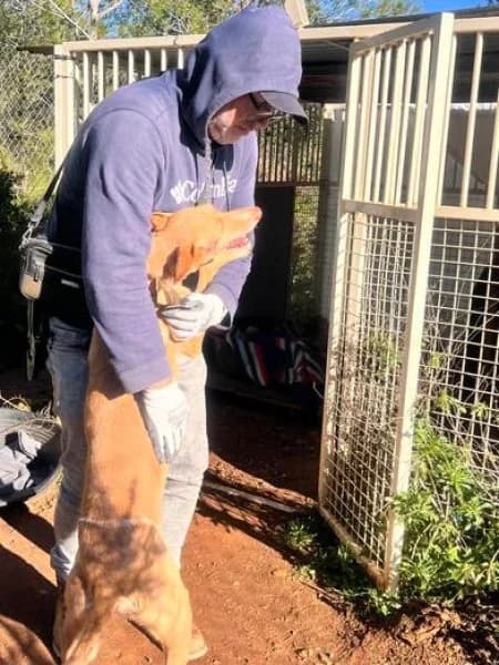 Fina, female Podenco for adoption at description — photo 3 of 48