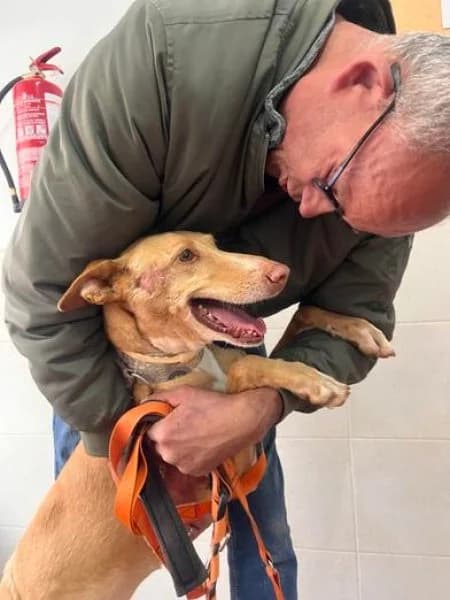Fina, female Podenco for adoption at description — photo 4 of 48