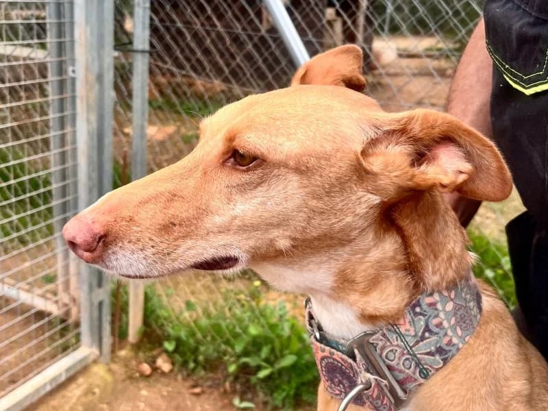 Fina, female Podenco for adoption at description — photo 5 of 48