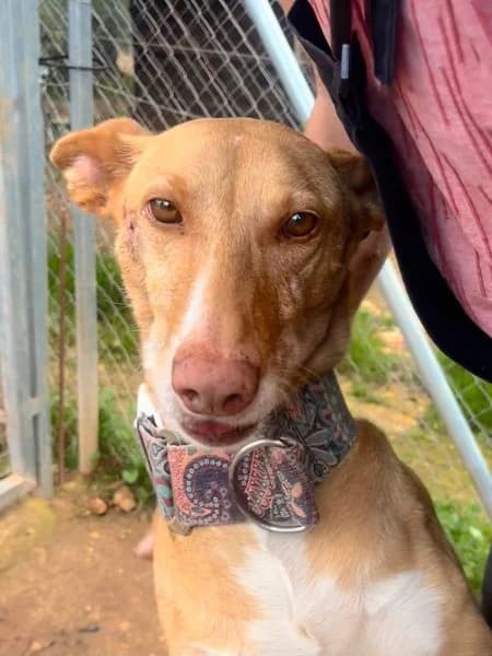 Fina, female Podenco for adoption at description — photo 6 of 48