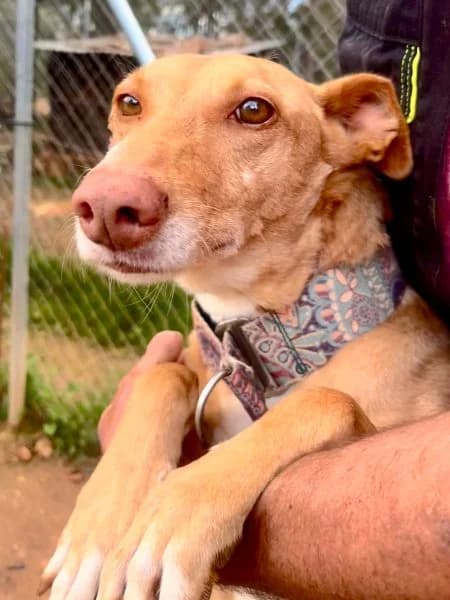 Fina, female Podenco for adoption at description — photo 7 of 48