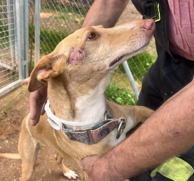 Fina, female Podenco for adoption at description — photo 8 of 48