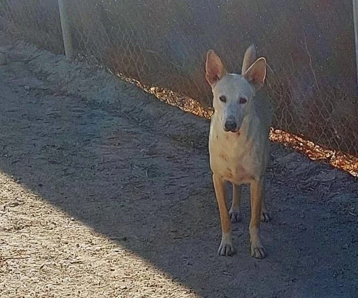 Maximiliano, male Podenco for adoption at description
