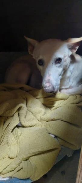 Maximiliano, male Podenco for adoption at description — photo 2 of 18