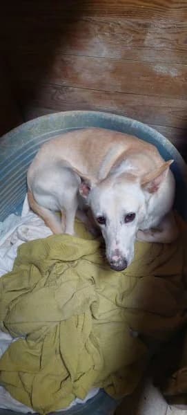 Maximiliano, male Podenco for adoption at description — photo 3 of 18