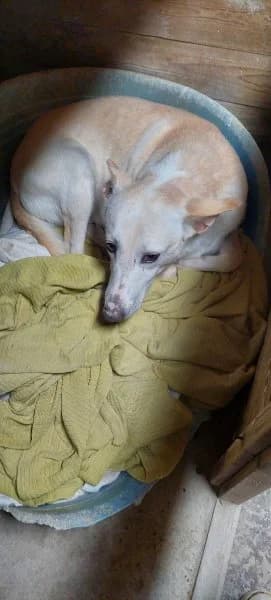 Maximiliano, male Podenco for adoption at description — photo 4 of 18