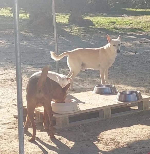 Maximiliano, male Podenco for adoption at description — photo 5 of 18