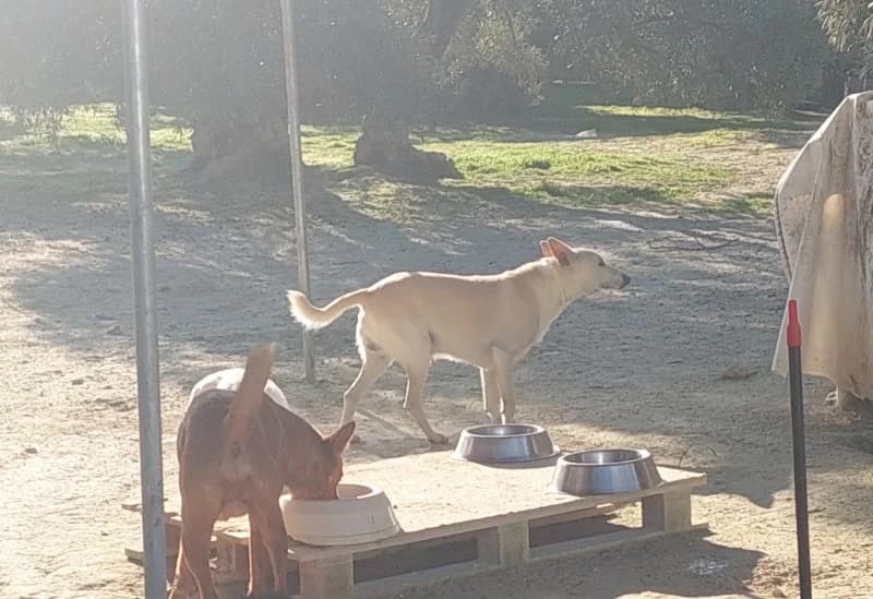 Maximiliano, male Podenco for adoption at description — photo 6 of 18