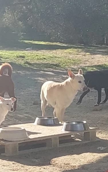 Maximiliano, male Podenco for adoption at description — photo 7 of 18