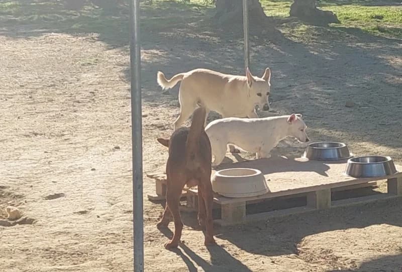 Maximiliano, male Podenco for adoption at description — photo 8 of 18