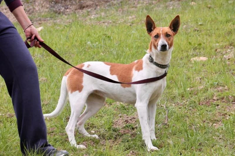 Fifi, female Podenco for adoption at description