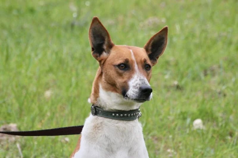 Fifi, female Podenco for adoption at description — photo 2 of 53