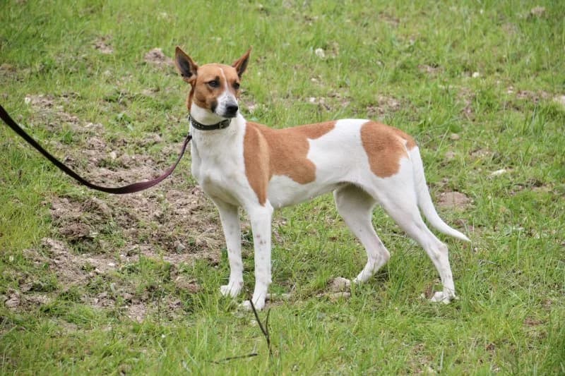 Fifi, female Podenco for adoption at description — photo 3 of 53