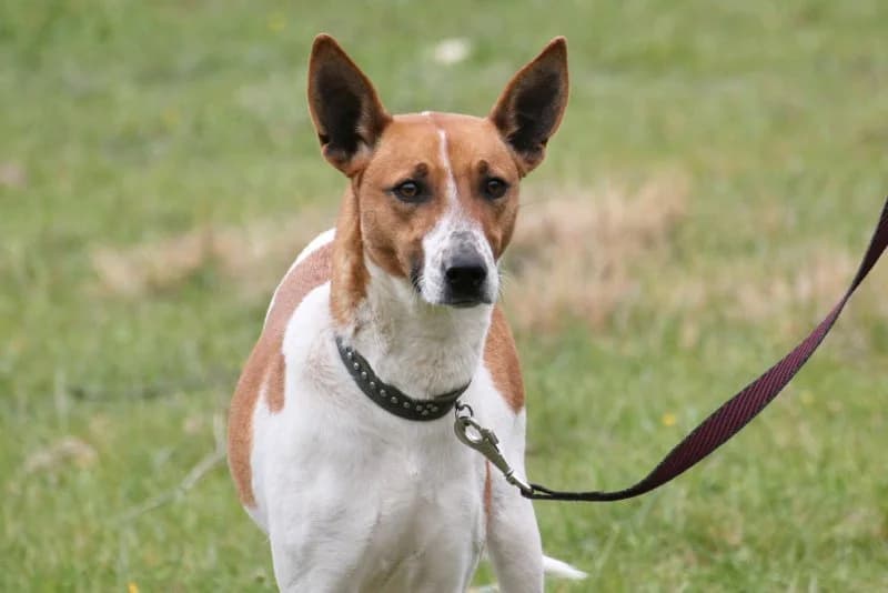 Fifi, female Podenco for adoption at description — photo 4 of 53