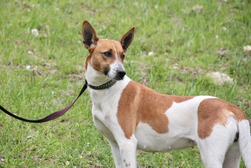 Fifi, female Podenco for adoption at description — photo 5 of 53