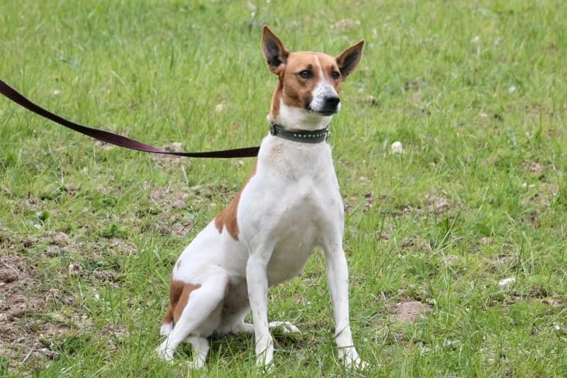 Fifi, female Podenco for adoption at description — photo 6 of 53