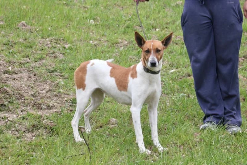 Fifi, female Podenco for adoption at description — photo 7 of 53
