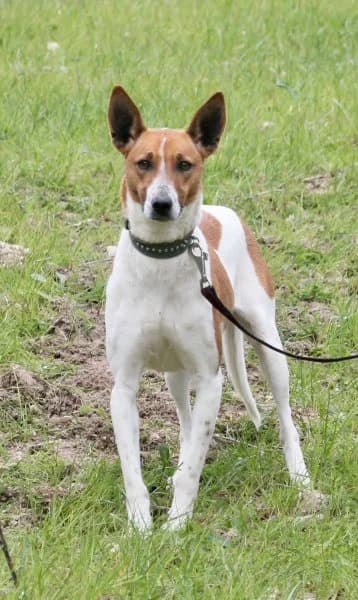 Fifi, female Podenco for adoption at description — photo 8 of 53