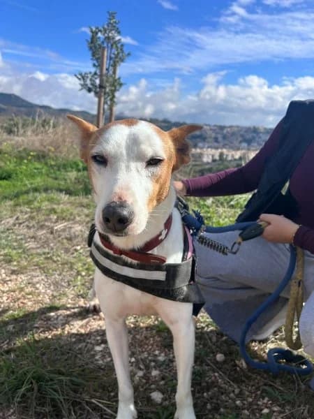 Petunia, female Podenco for adoption at description — photo 2 of 49