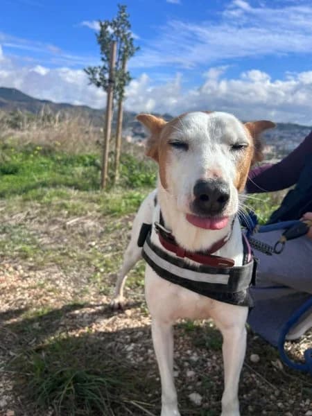 Petunia, female Podenco for adoption at description — photo 3 of 49