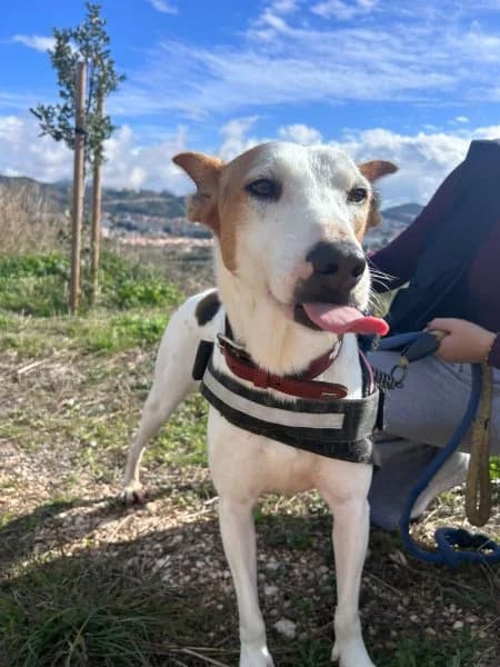 Petunia, female Podenco for adoption at description — photo 4 of 49