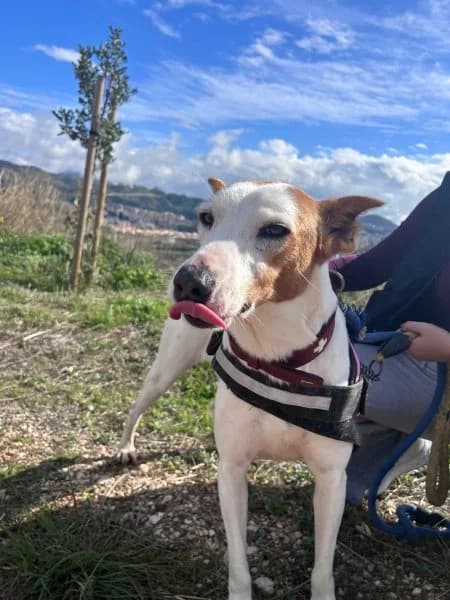 Petunia, female Podenco for adoption at description — photo 5 of 49