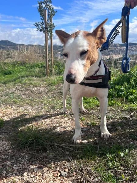 Petunia, female Podenco for adoption at description — photo 6 of 49