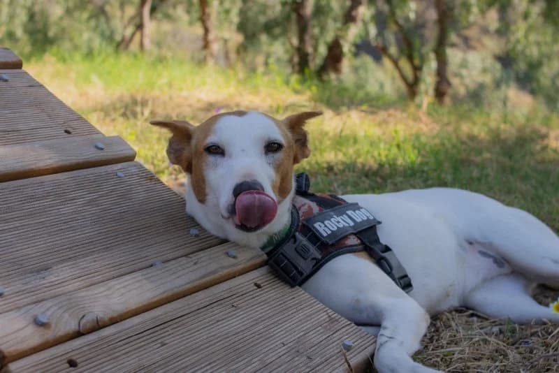 Petunia, female Podenco for adoption at description — photo 7 of 49