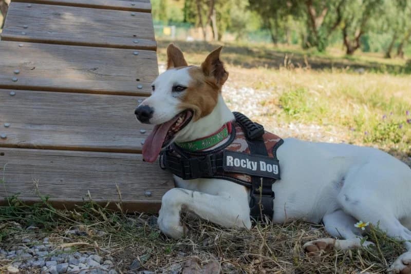 Petunia, female Podenco for adoption at description — photo 8 of 49
