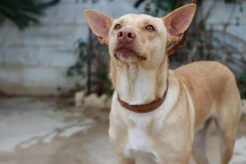 Rubio, male Podenco for adoption at description