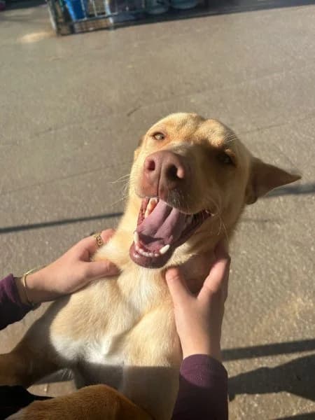Rubio, male Podenco for adoption at description — photo 2 of 31