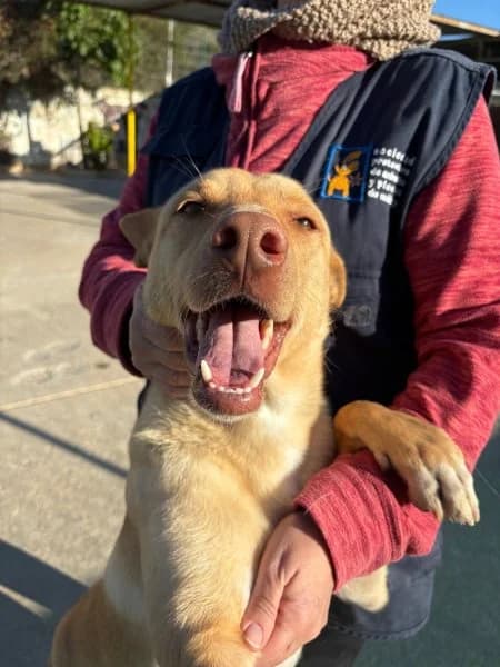 Rubio, male Podenco for adoption at description — photo 3 of 31