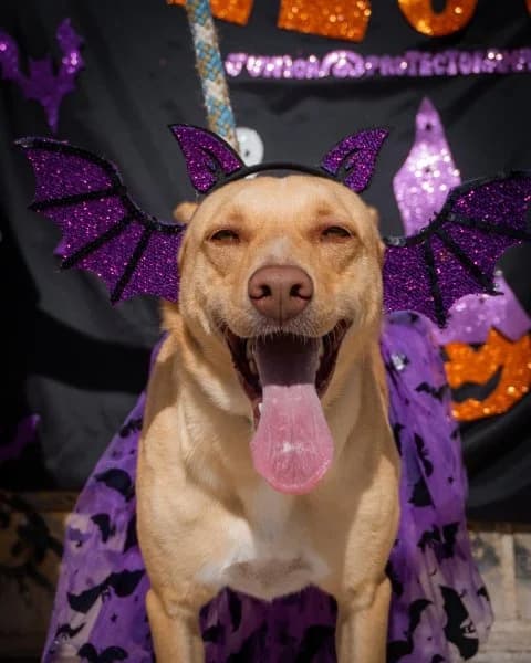 Rubio, male Podenco for adoption at description — photo 4 of 31