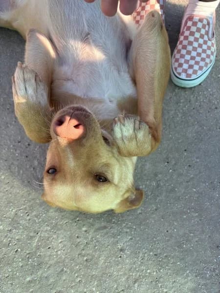 Rubio, male Podenco for adoption at description — photo 5 of 31