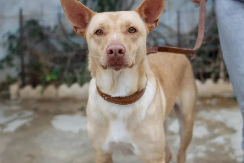 Rubio, male Podenco for adoption at description — photo 6 of 31