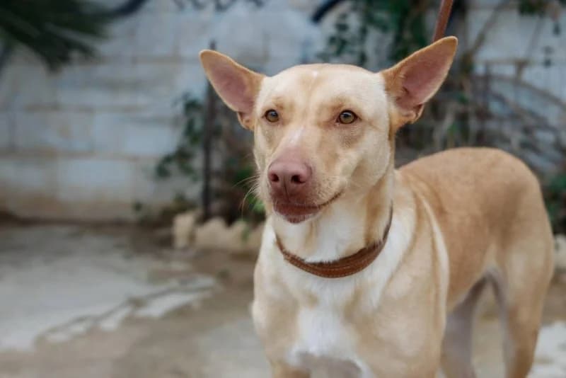 Rubio, male Podenco for adoption at description — photo 7 of 31