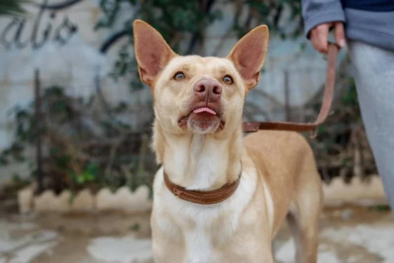 Rubio, male Podenco for adoption at description — photo 8 of 31