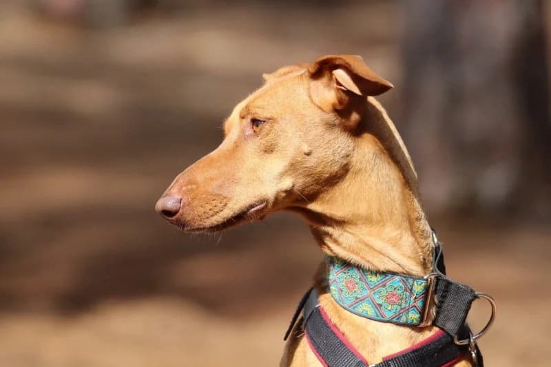 Wanda, female Podenco for adoption at description
