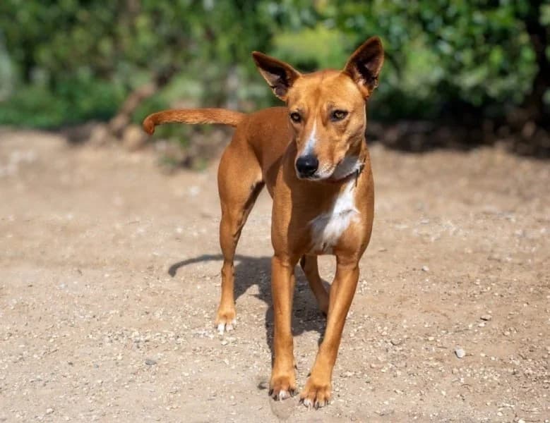 Rosa, female Podenco for adoption at description