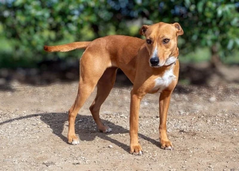 Rosa, female Podenco for adoption at description — photo 2 of 30