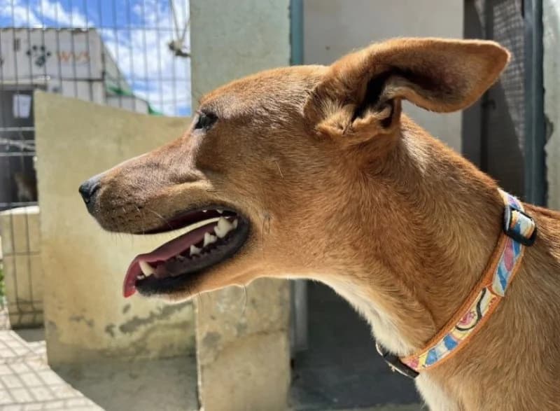 Rosa, female Podenco for adoption at description — photo 3 of 30