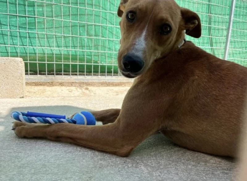 Rosa, female Podenco for adoption at description — photo 4 of 30