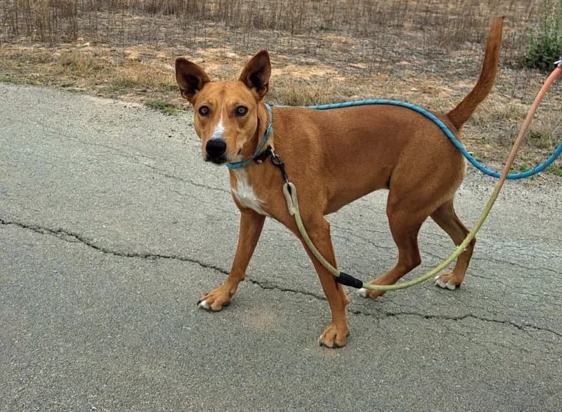 Rosa, female Podenco for adoption at description — photo 5 of 30