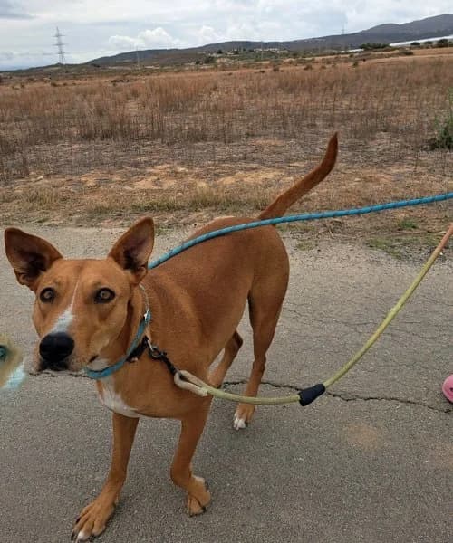 Rosa, female Podenco for adoption at description — photo 6 of 30