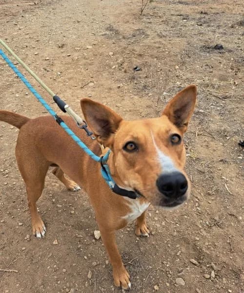 Rosa, female Podenco for adoption at description — photo 7 of 30