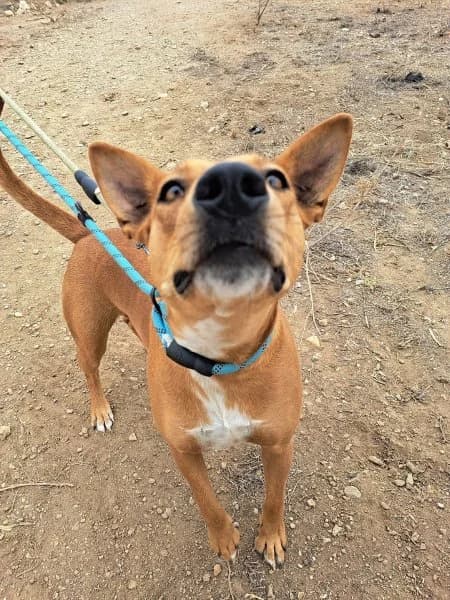 Rosa, female Podenco for adoption at description — photo 8 of 30