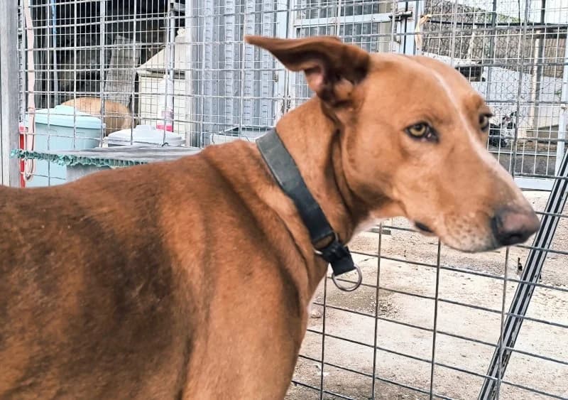 Faycan, male Podenco for adoption at description